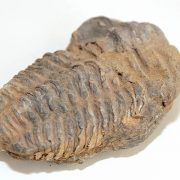 Calymene Trilobite 400 - 440 million years old from Morocco