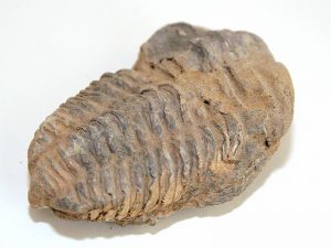 Calymene Trilobite 400 - 440 million years old from Morocco